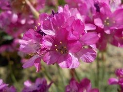 pink flowers on the lawn and spain