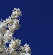 White Magnolia Tree