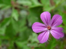 closeup photo of small purple flower