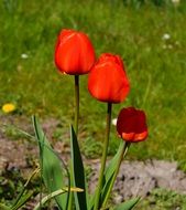 Tulips Flowers