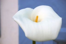 white Calla Flower closeup