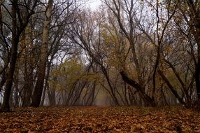 Yellow and red Autumnal Forest
