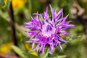 centaurea jacea close-up on blurred background