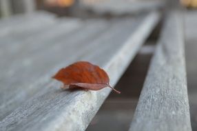 brown Leaf on grey wooden Bench