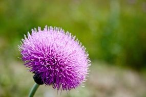 round purple thistle bud