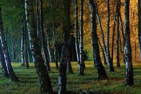 Forest in a park at night