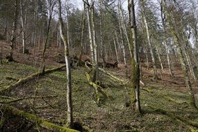 landscape of awesome Forest Trees on hill