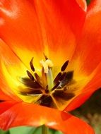 stamens of tulip flower