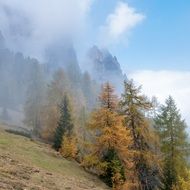 Autumnal Forestry mountains