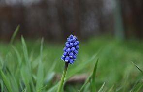 blue flower in green grass close-up