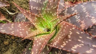 closeup view of huge prickly cactus in Cyprus