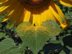 sunflower pollen on a green leaf