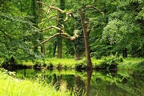 pond with green banks in the forest