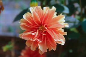 Macro photo of Beautiful flower