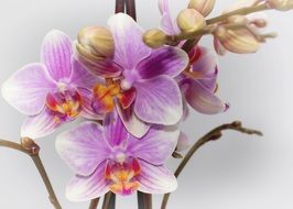 Phalaenopsis Purple Orchid macro photo