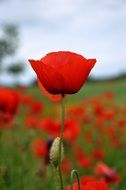 field of red poppies as a symbol of summer