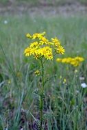 yellow Old Man James Herbs