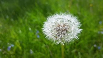 incomparable white Dandelion