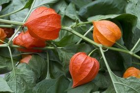 Physalis, ripe fruits on plant