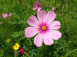 variety of colorful summer flowers in green grass