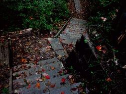 autumn foliage on stone steps