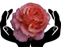 pink rose bud in black hands
