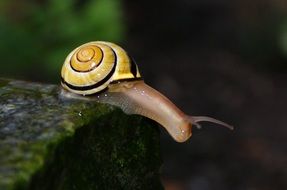 cute Snail on stone closeup