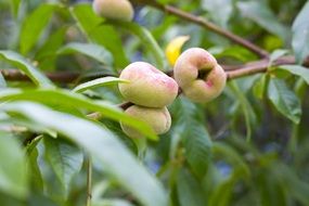 Peach on a tree branches