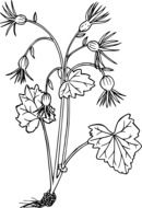 graphic image of a plant with five flowers