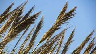 reed in the countryside close-up