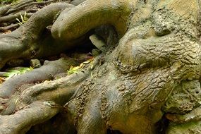 structure of the roots of a tree in the forest close-up