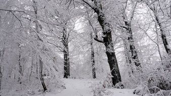 white Snow Wood Winter scene