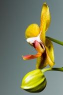 orchid in a bud close-up