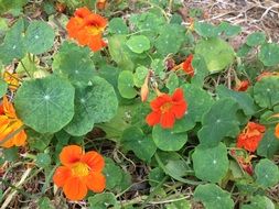 Nasturtium, climbing plant on dry grass