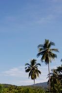 tropical palm trees in thailand