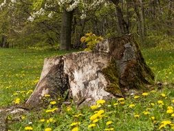 yellow dandelions on a stump in the forest