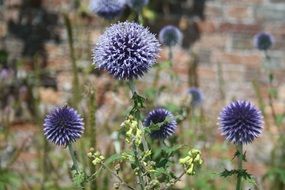 summer gardening on a blurred background
