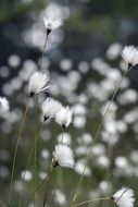 White Suovilla Flowers on the meadow