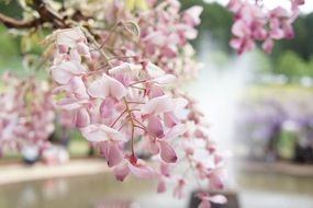 pink wisteria blossoms