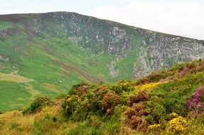 colorful blooming plants on mountain side in Wilderness, Ireland
