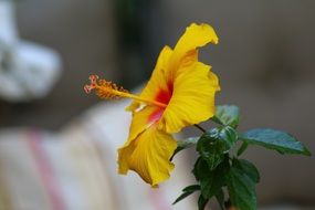 yellow hibiscus