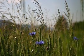 striking Cornfield