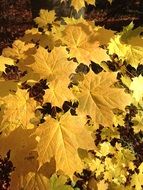 autumn maple leaves in bright sun