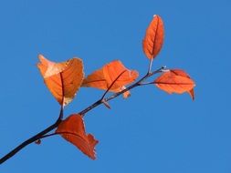 Leaves on the single branch