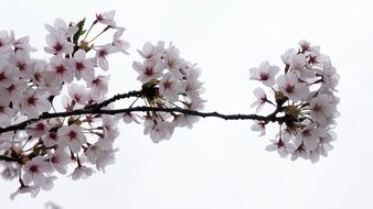 white spring flowers, cherry blossom