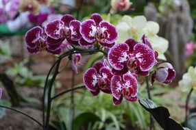 purple orchids in a botanical garden