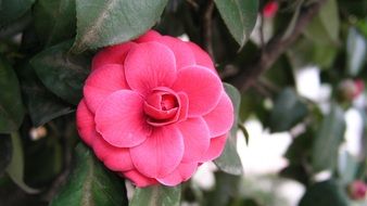 Blooming pink beautiful flowers