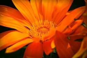 orange ice plants
