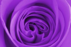 bright purple flower closeup