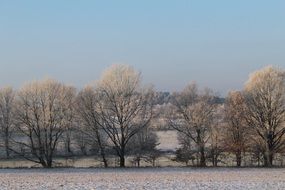 frost in the forest on a sunny day